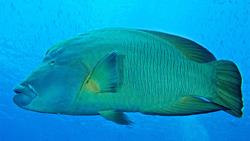 Kuredu and Komandoo Island - Maldives. Dive Centre diving - Napoleon wrasse.